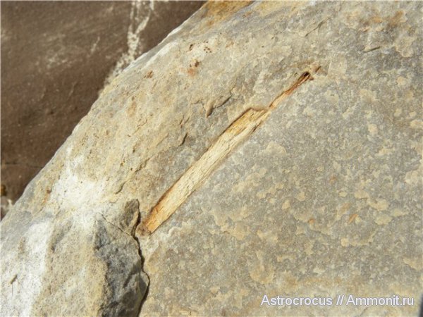 окаменевшее дерево, Чапаевский песчаный карьер, Чапаевск, окаменевшие растения, гнилушкинская свита