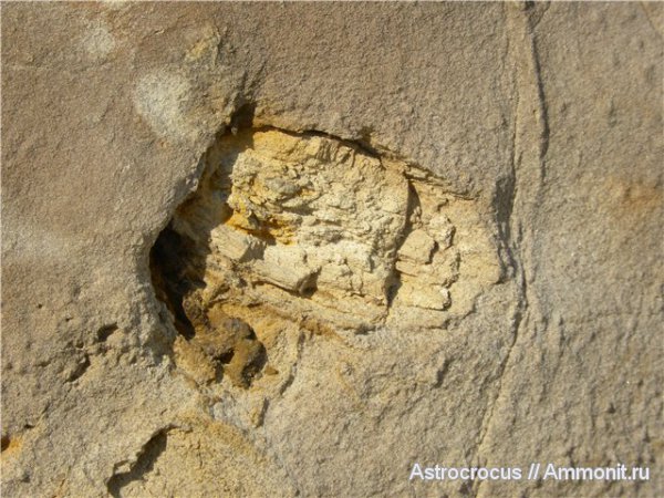 окаменевшее дерево, Чапаевский песчаный карьер, Чапаевск, окаменевшие растения, гнилушкинская свита