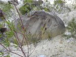 Фрагмент окаменелого растения в глыбе песчаника