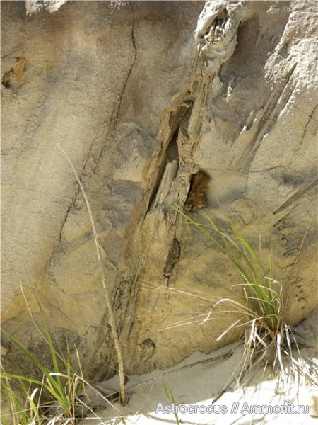 окаменевшее дерево, Чапаевский песчаный карьер, Чапаевск, окаменевшие растения, гнилушкинская свита