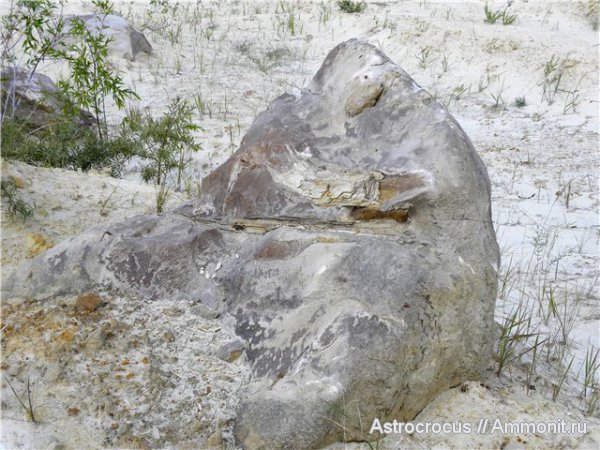 окаменевшее дерево, Чапаевский песчаный карьер, Чапаевск, окаменевшие растения, гнилушкинская свита