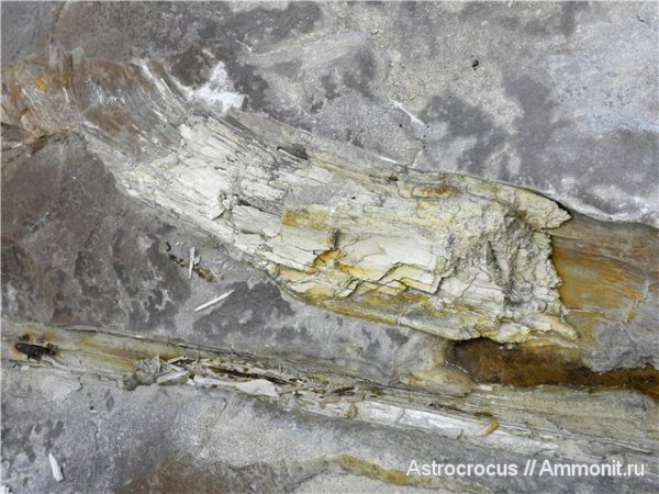 окаменевшее дерево, Чапаевский песчаный карьер, Чапаевск, окаменевшие растения, гнилушкинская свита