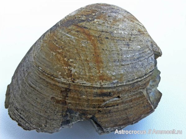 мел, двустворки, двустворчатые моллюски, Самарская область, гора Форфос, Cretaceous