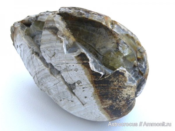 мел, двустворки, двустворчатые моллюски, Самарская область, гора Форфос, Cretaceous