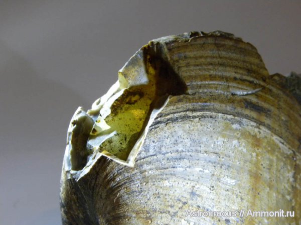 мел, двустворки, двустворчатые моллюски, Самарская область, гора Форфос, Cretaceous