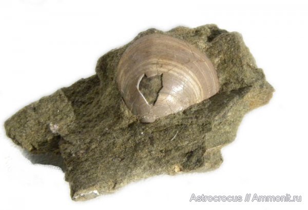 мел, двустворки, двустворчатые моллюски, Самарская область, гора Форфос, Cretaceous