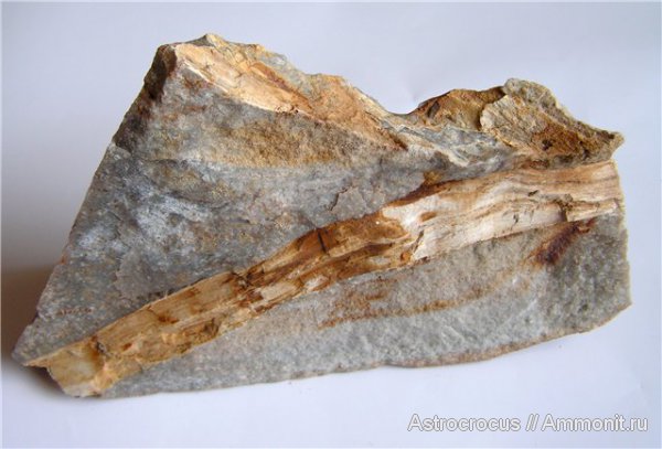 Окаменелости северо-запада Сызранского района