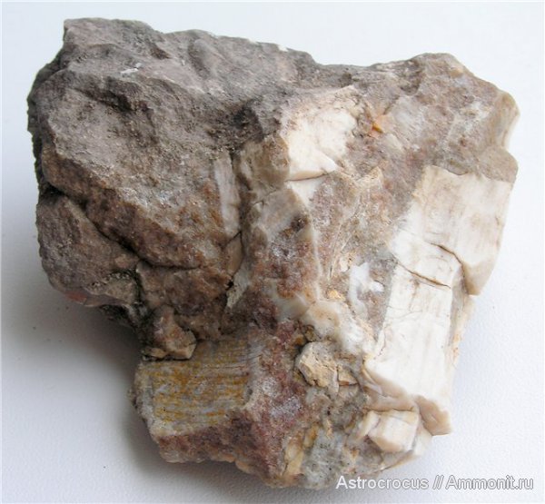 палеоген, двустворки, двустворчатые моллюски, Самарская область, Сызранский район