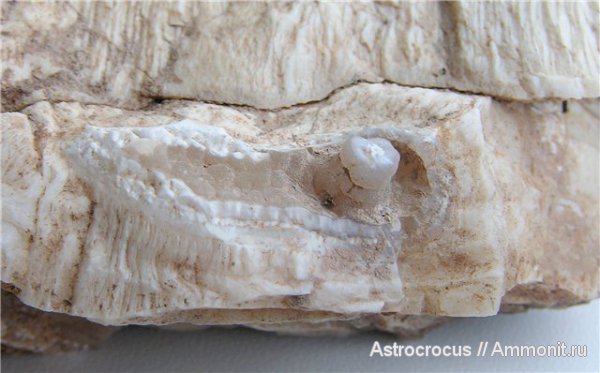 палеоген, окаменевшее дерево, Самарская область, Сызранский район, ходы древоточцев