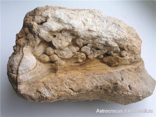 палеоген, Самарская область, Сызранский район