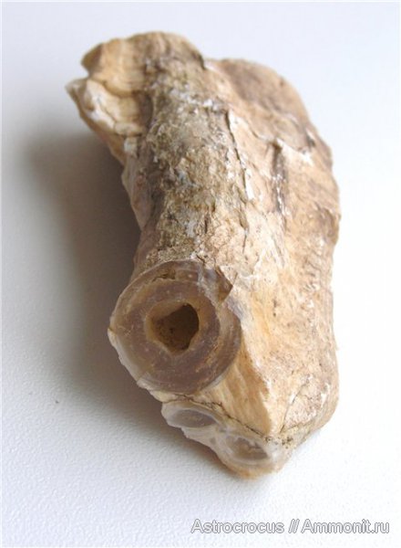 палеоген, Самарская область, Сызранский район, ходы древоточцев