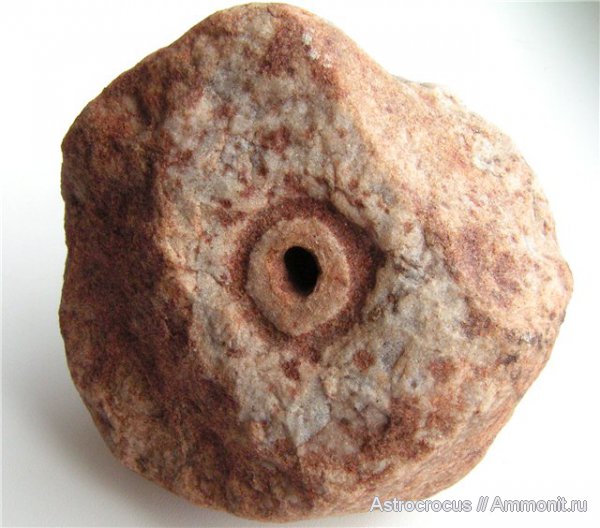 палеоген, Самарская область, Сызранский район, ризоконкреции