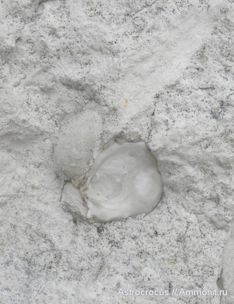 мел, двустворки, двустворчатые моллюски, Ульяновская область, Самарская область, гора Форфос, Cretaceous