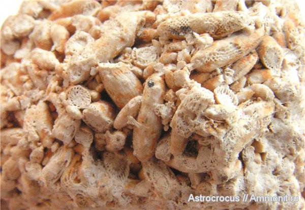 карбон, фораминиферы, Царёв курган