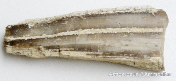 палеоген, Самарская область, Сызранский район