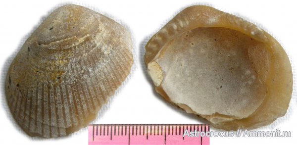 палеоген, двустворки, Самарская область, Сызранский район