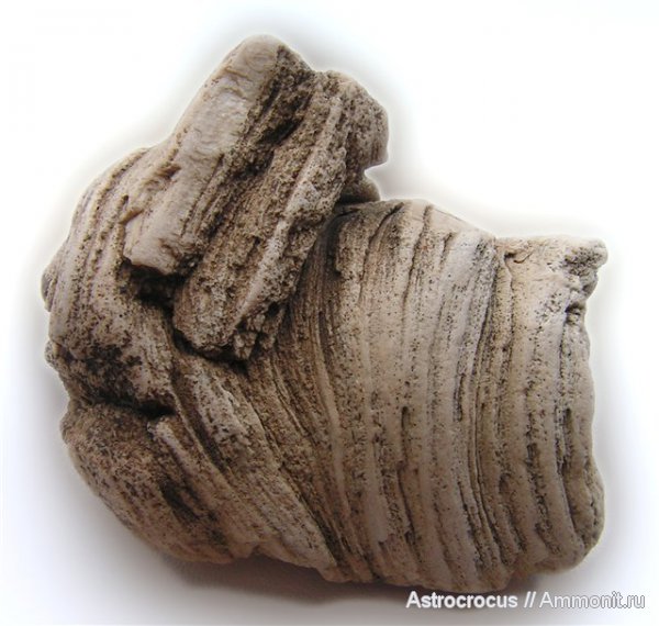 палеоген, Самарская область, Сызранский район, Трубетчины