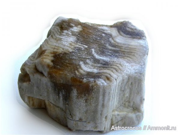 палеоген, Самарская область, Сызранский район, Трубетчины