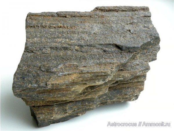 пермь, Самарская область, Старое Рязяпкино, окаменевшие растения