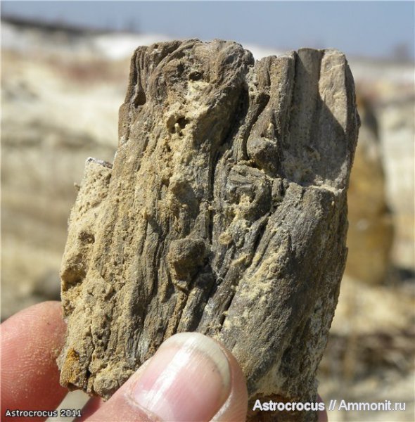 Самарская область, Чапаевск, Чапаевский  силикатный карьер, окаменевшие растения, гнилушкинская свита