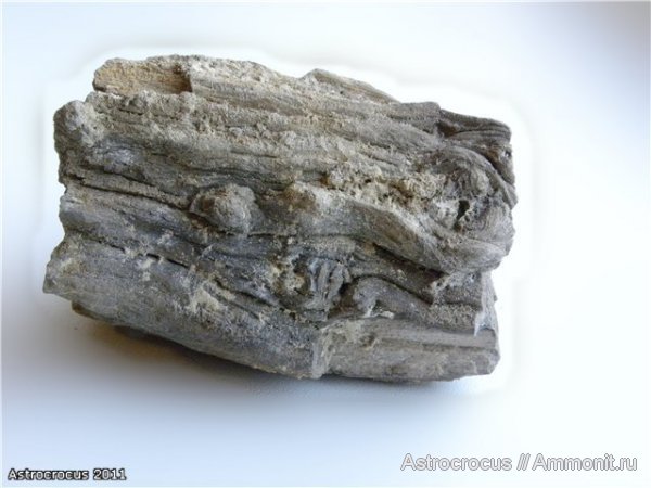 Самарская область, Чапаевск, Чапаевский  силикатный карьер, окаменевшие растения, гнилушкинская свита