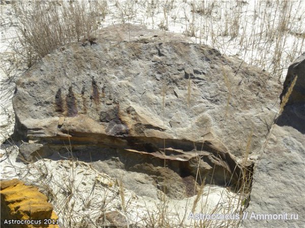 Самарская область, Чапаевск, Чапаевский  силикатный карьер, окаменевшие растения, гнилушкинская свита