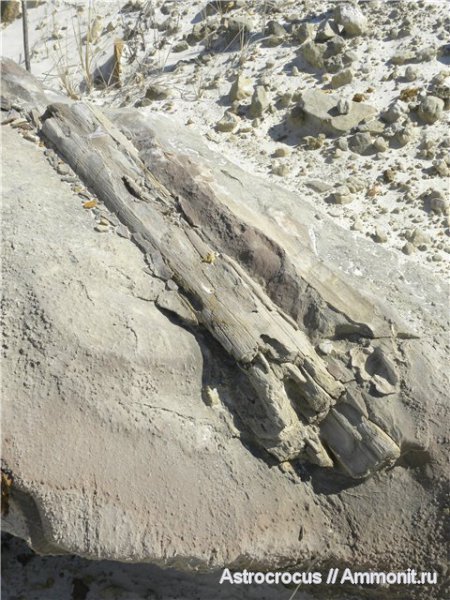 Самарская область, Чапаевск, Чапаевский  силикатный карьер, окаменевшие растения, гнилушкинская свита