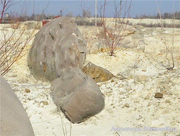 Чапаевский песчаный карьер, ризоконкреции, окаменевшие растения, гнилушкинская свита