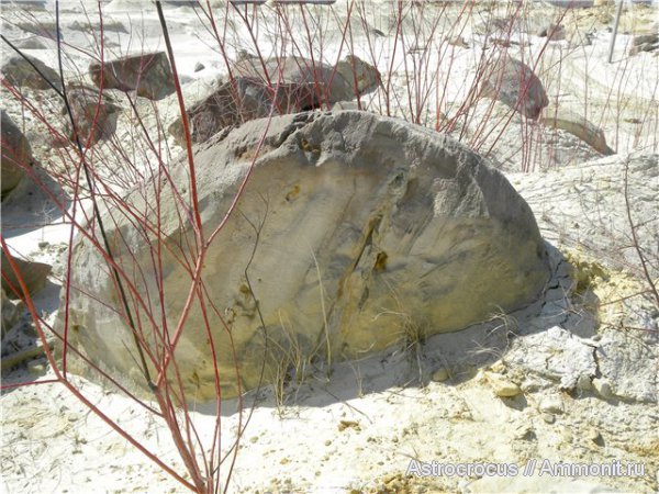 Чапаевский песчаный карьер, ризоконкреции, окаменевшие растения, гнилушкинская свита