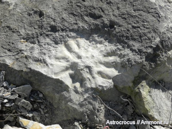 Ульяновская область, Самарская область, гора Форфос, Coeloptychium