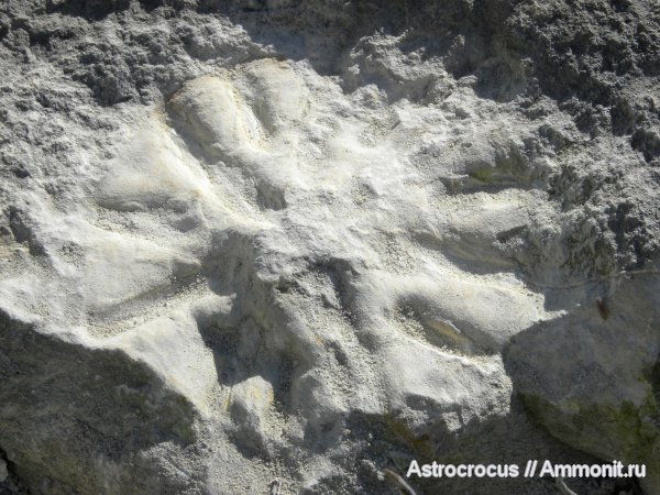 Ульяновская область, Самарская область, гора Форфос, coeloptychidae