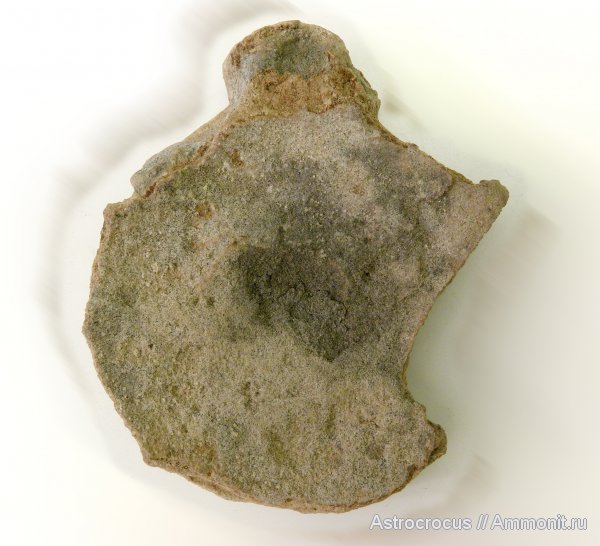 ихтиозавры, Самарская область, Кашпир, Сызранский район