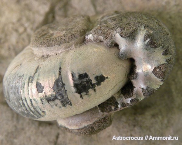 аммониты, Самарская область, Кашпир, Сызранский район, Ammonites