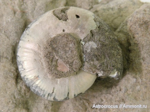 аммониты, Самарская область, Кашпир, Сызранский район, Ammonites