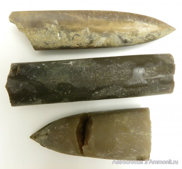 белемниты, Самарская область, Кашпир, Сызранский район, belemnites