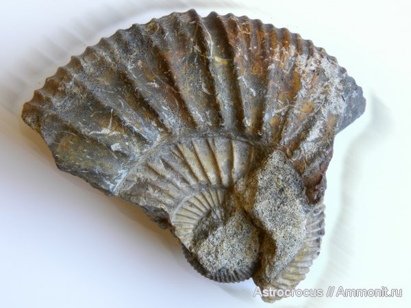 аммониты, Самарская область, Epivirgatites nikitini, Кашпир, Сызранский район, Ammonites