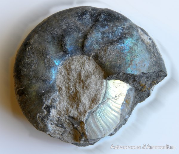 Самарская область, Craspedites, Кашпир, Сызранский район