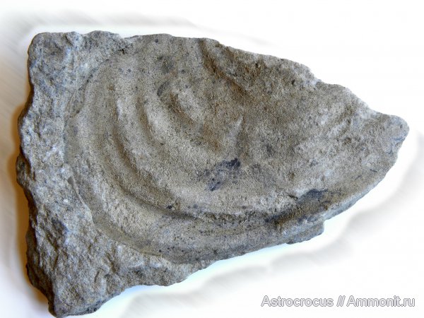 Самарская область, Кашпир, Сызранский район, Inoceramus