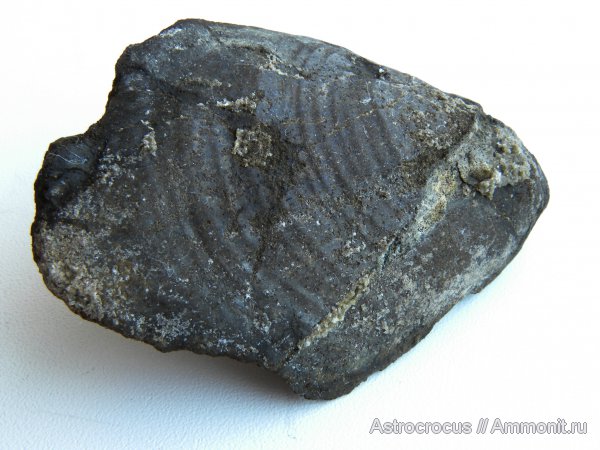 Самарская область, Кашпир, Сызранский район, Inoceramus