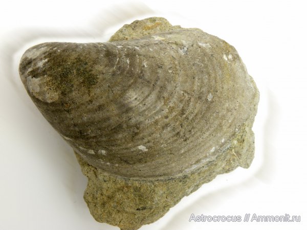 Buchia, Самарская область, Кашпир, Сызранский район