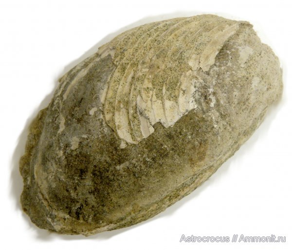 Buchia, Самарская область, Кашпир, Сызранский район, Buchia concetrica