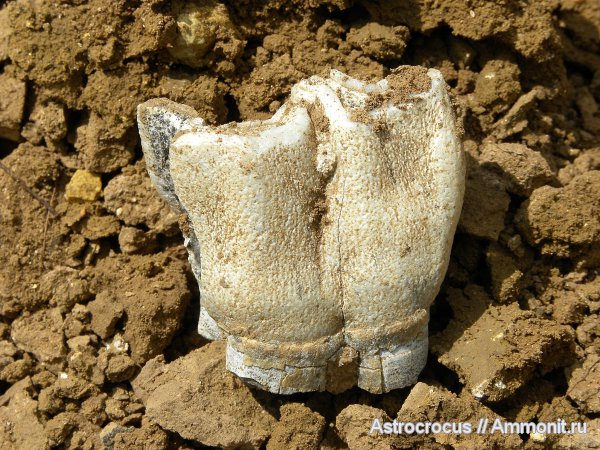 млекопитающие, Самарская область, кости, Яблоновый овраг, непарнокопытные, Coelodonta antiquitatis