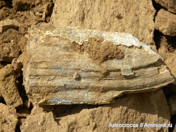 млекопитающие, Самарская область, кости, Яблоновый овраг, непарнокопытные, непарнопалые, Rhinocerotidae, Elasmotherium