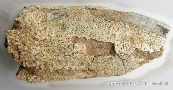 млекопитающие, Самарская область, кости, Яблоновый овраг, непарнокопытные, непарнопалые, Rhinocerotidae, Elasmotherium