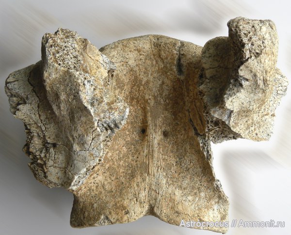 млекопитающие, Самарская область, кости, Яблоновый овраг