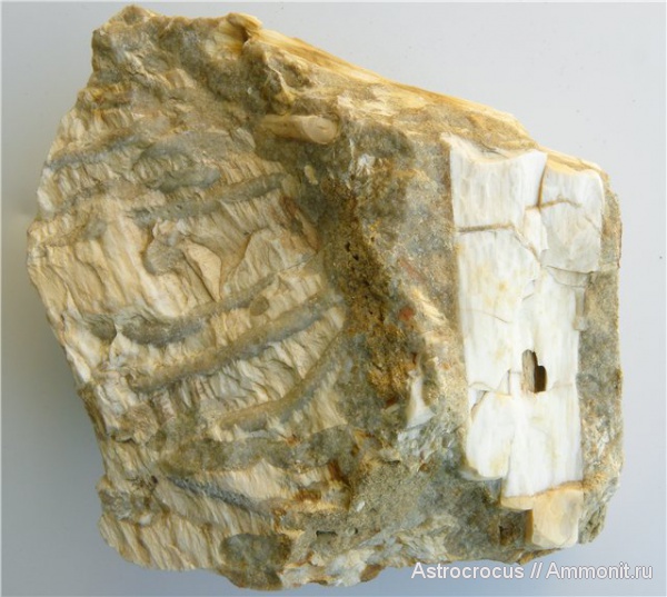 палеоген, Самарская область, древоточцы, Сызранский район, Трубетчины