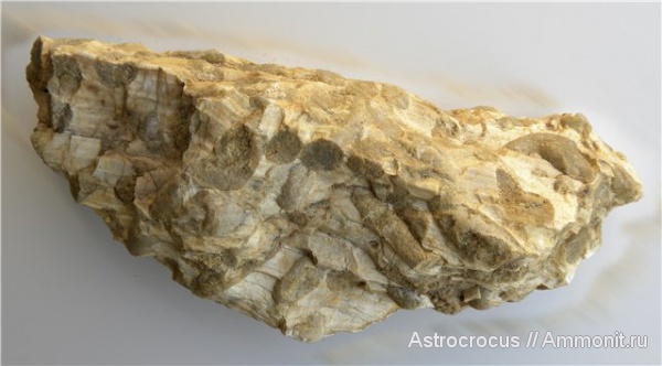 палеоген, Самарская область, древоточцы, Сызранский район, Трубетчины