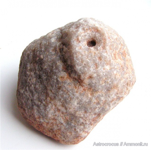 палеоген, Самарская область, Сызранский район, ризоконкреции, окаменевшие растения