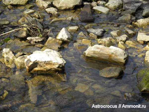 палеоген, Самарская область, Сызранский район, окаменевшие растения