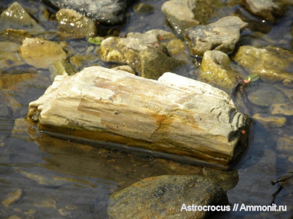 палеоген, Самарская область, Сызранский район, окаменевшие растения